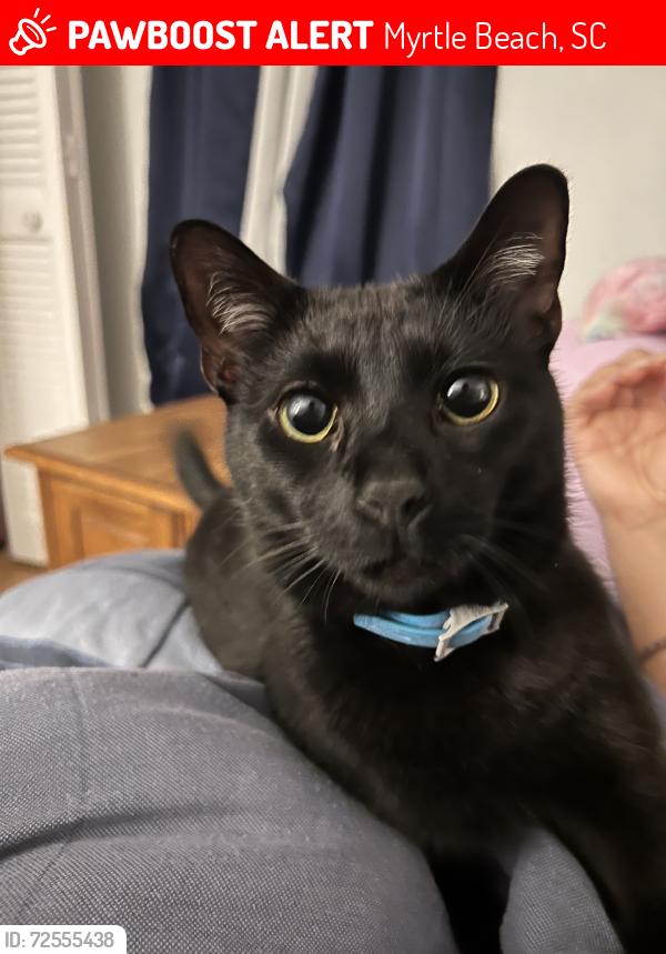 Lost Male Cat last seen Forestbrook, Myrtle Beach, SC 29579