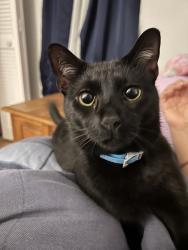 Lost Male Cat last seen Forestbrook, Myrtle Beach, SC 29579