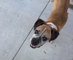 Reunited Male Dog last seen Obama and Gramercy, Los Angeles, CA 90018