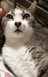 Lost Male Cat last seen Eisenhower/Arroba, La Quinta, CA 92253