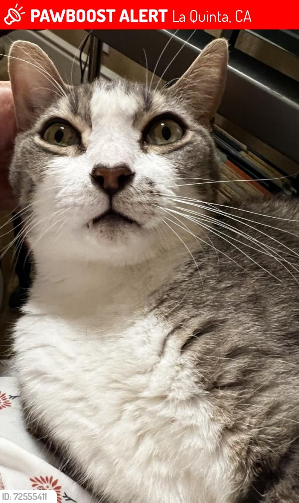 Lost Male Cat last seen Eisenhower/Arroba, La Quinta, CA 92253