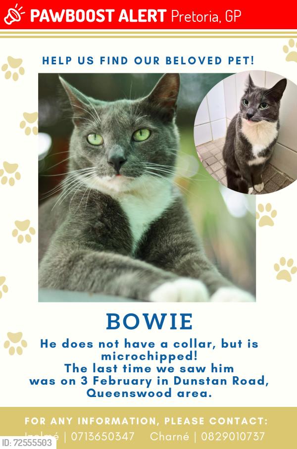 Lost Male Cat last seen Near Webb street, and Eduplex Bike Park, Pretoria, GP 0186