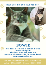 Lost Male Cat last seen Near Webb street, and Eduplex Bike Park, Pretoria, GP 0186