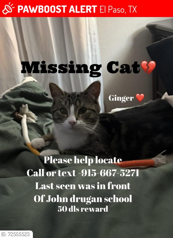 Lost Male Cat last seen John Drugan school, El Paso, TX 79928