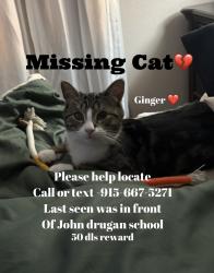 Lost Male Cat last seen John Drugan school, El Paso, TX 79928