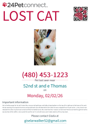 Lost Male Cat last seen 52nd st and e Thomas 7-eleven 85018, Phoenix, AZ 85018