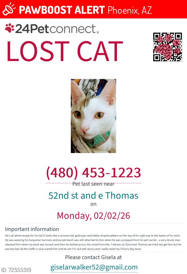 Lost Male Cat last seen 52nd st and e Thomas 7-eleven 85018, Phoenix, AZ 85018