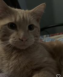 Lost Male Cat last seen Near 32 St NE, Calgary, AB T1Y 6J7., Calgary, AB T1Y 6J7