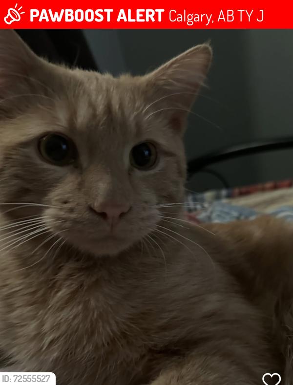 Lost Male Cat last seen Near 32 St NE, Calgary, AB T1Y 6J7., Calgary, AB T1Y 6J7