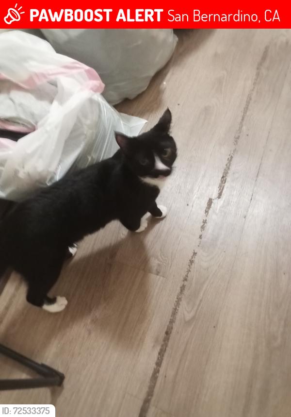 Lost Male Cat last seen Medical center & 9th street, San Bernardino, CA 92411