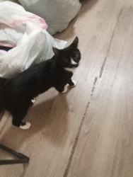 Lost Male Cat last seen Medical center & 9th street, San Bernardino, CA 92411