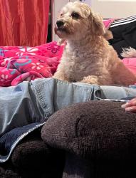 Lost Male Dog last seen Warning rd , Dalton, GA 30721