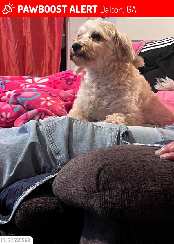 Lost Male Dog last seen Warning rd , Dalton, GA 30721