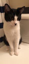 Lost Male Cat last seen Wade Eaton Drive and  Eatons Church Rd, Mocksville, NC 27028