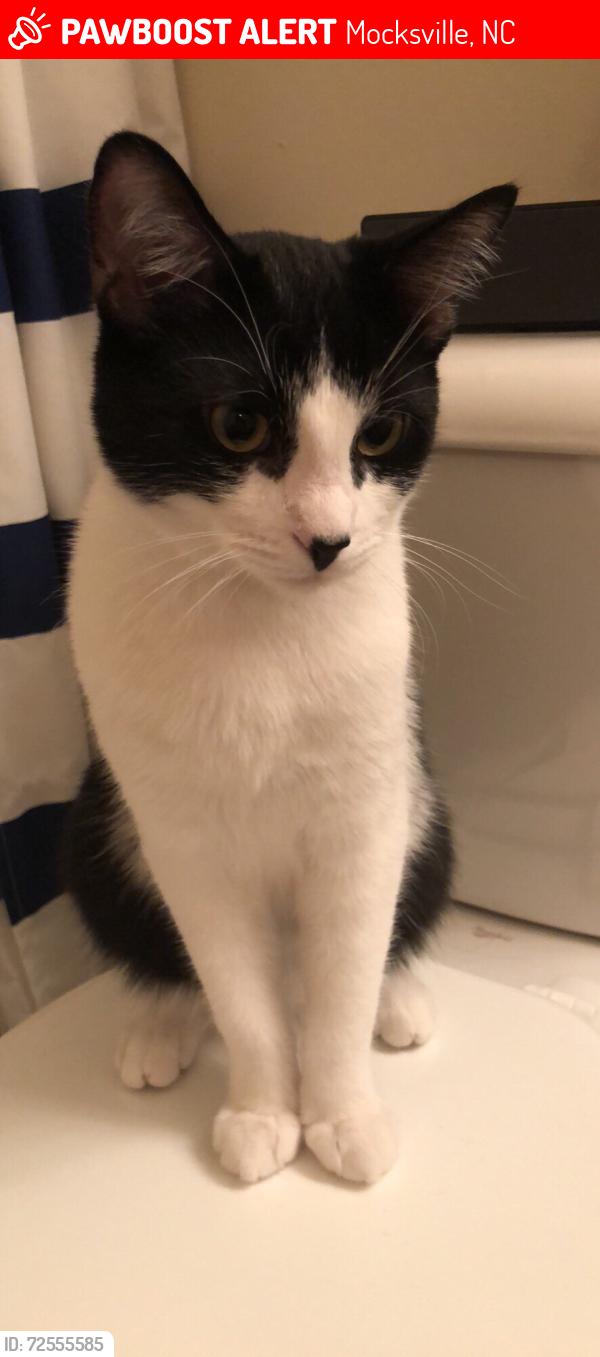 Lost Male Cat last seen Wade Eaton Drive and  Eatons Church Rd, Mocksville, NC 27028