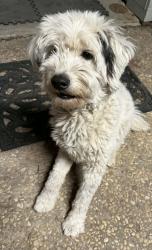 Lost Male Dog last seen McCullough, San pedro, odell, Kenwood Park  Mandalay street Olmos terrace , San Antonio, TX 78212