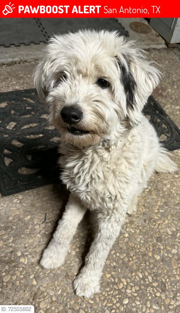 Lost Male Dog last seen McCullough, San pedro, odell, Kenwood Park  Mandalay street Olmos terrace , San Antonio, TX 78212
