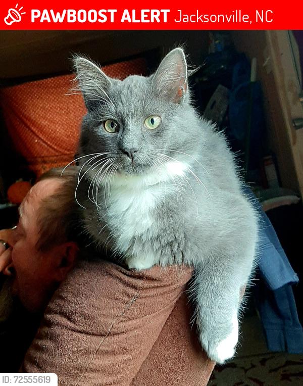 Lost Male Cat last seen Ramsey rd, Jacksonville, NC 28546