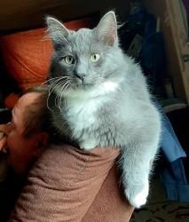 Lost Male Cat last seen Ramsey rd, Jacksonville, NC 28546