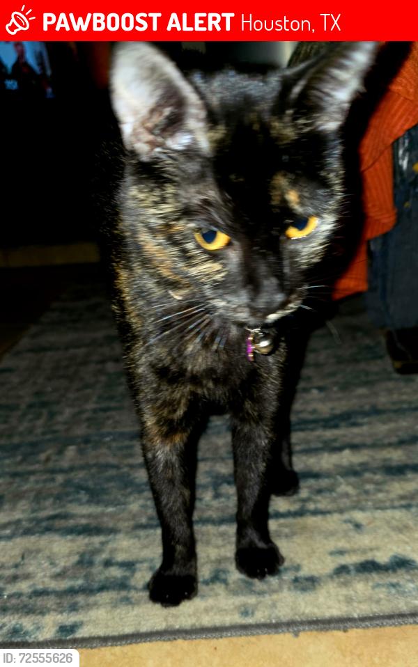 Lost Female Cat last seen Martin Luther King and Perry Street, Houston, TX 77021