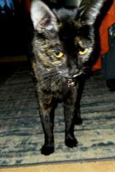 Lost Female Cat last seen Martin Luther King and Perry Street, Houston, TX 77021