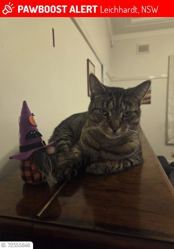 Lost Male Cat last seen Near Flood St, Leichhardt, NSW 2040