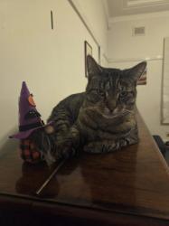 Lost Male Cat last seen Near Flood St, Leichhardt, NSW 2040