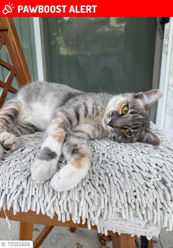Lost Female Cat last seen Iluso ave , Rowland Heights, CA 91789