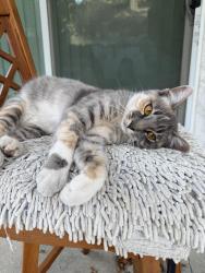 Lost Female Cat last seen Iluso ave , Rowland Heights, CA 91789