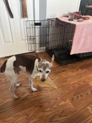 Lost Male Dog last seen Git N Go, Winterset, IA 50273