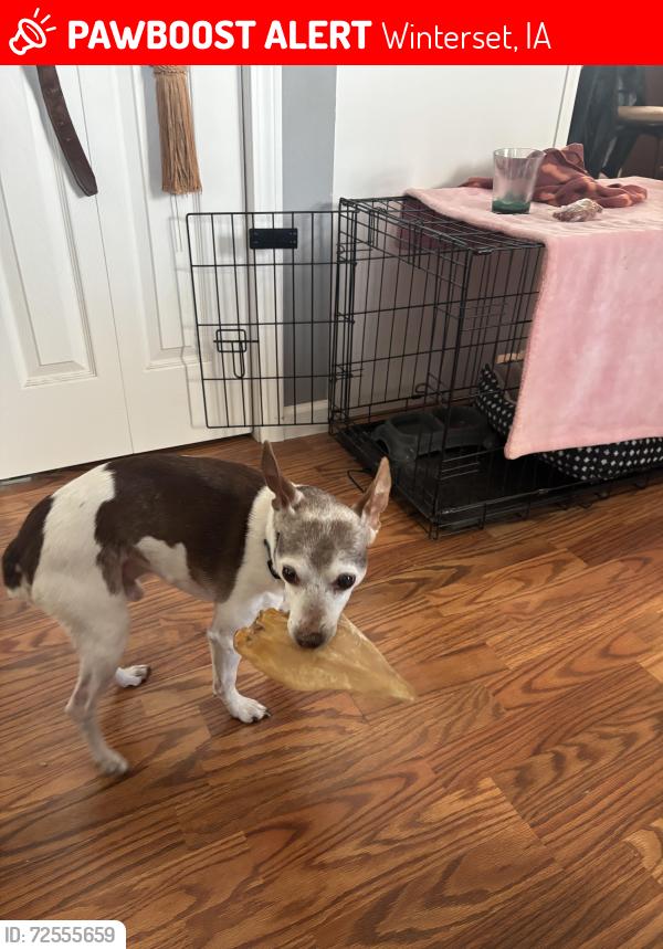 Lost Male Dog last seen Git N Go, Winterset, IA 50273
