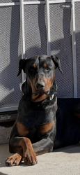 Lost Male Dog last seen Near Oro Grande, CA 92368, Apple Valley, CA 92368