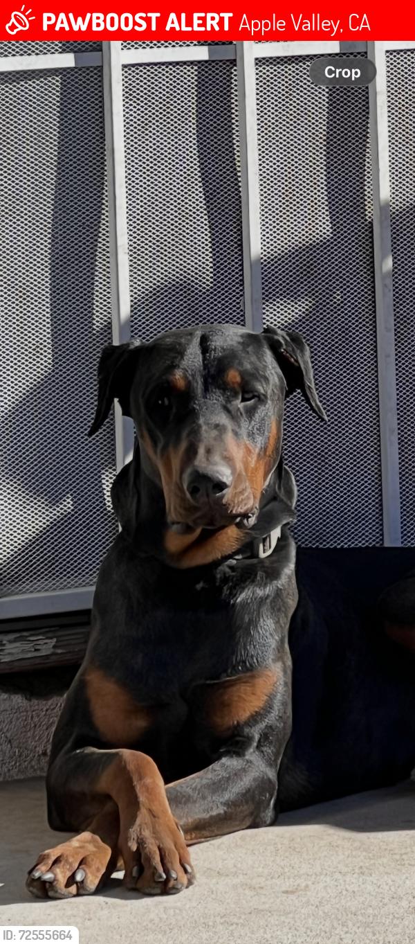 Lost Male Dog last seen Near Oro Grande, CA 92368, Apple Valley, CA 92368