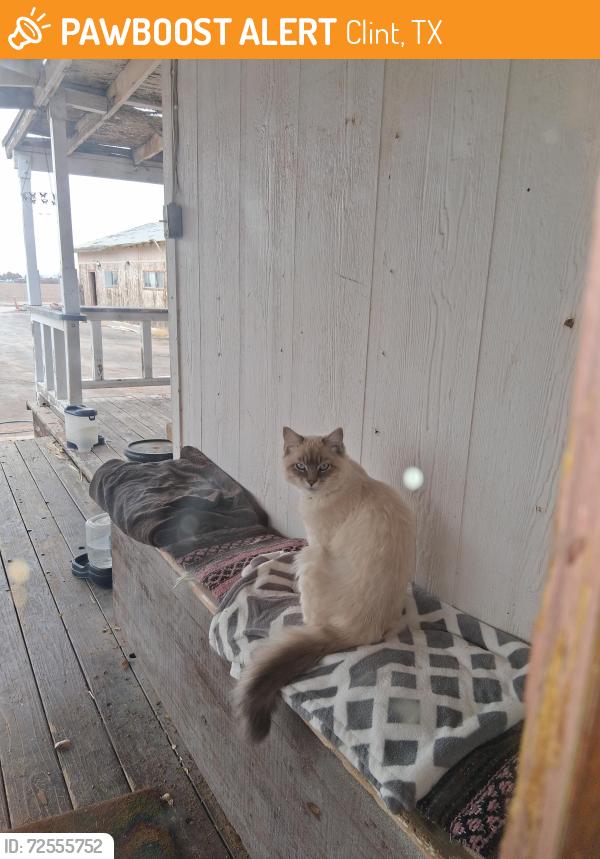 Found/Stray Male Cat last seen North Loop and Cellum , Clint, TX 79836