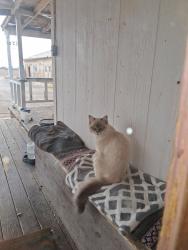 Found/Stray Male Cat last seen North Loop and Cellum , Clint, TX 79836