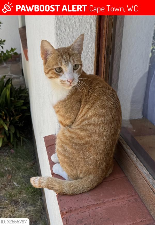 Lost Male Cat last seen Allamanda Avenue Ferness est, Cape Town, WC 7800