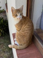Lost Male Cat last seen Allamanda Avenue Ferness est, Cape Town, WC 7800