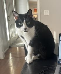 Lost Male Cat last seen Ambridge, Windy Hills, KY 40207