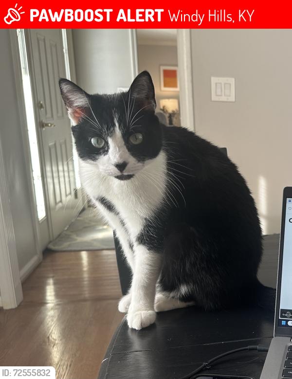 Lost Male Cat last seen Ambridge, Windy Hills, KY 40207