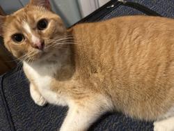 Lost Male Cat last seen Franz elementary, Harris County, TX 77449