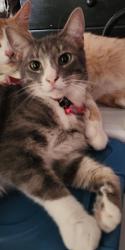 Lost Female Cat last seen Meridian Street and Ave 64, Los Angeles, CA 90042