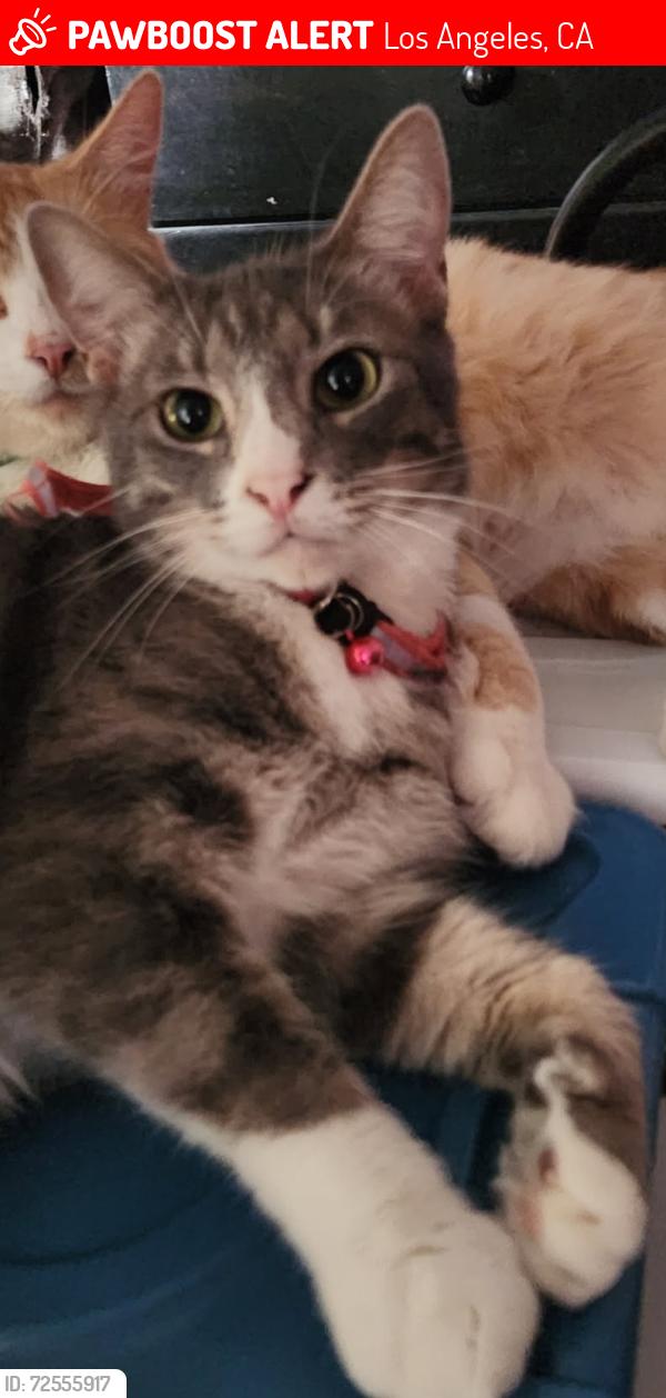 Lost Female Cat last seen Meridian Street and Ave 64, Los Angeles, CA 90042