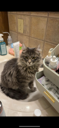 Lost Female Cat last seen Blue bonnet Dr in Shadowlake neighborhood off of penn, Oklahoma City, OK 73159