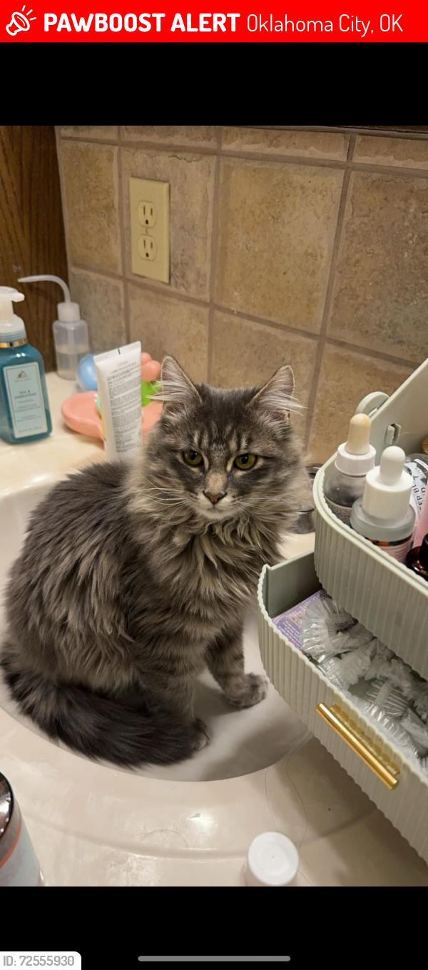 Lost Female Cat last seen Blue bonnet Dr in Shadowlake neighborhood off of penn, Oklahoma City, OK 73159