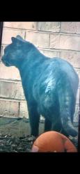 Lost Male Cat last seen Empty nest Dr Tupelo dr cypress , Cypress, TX 77429