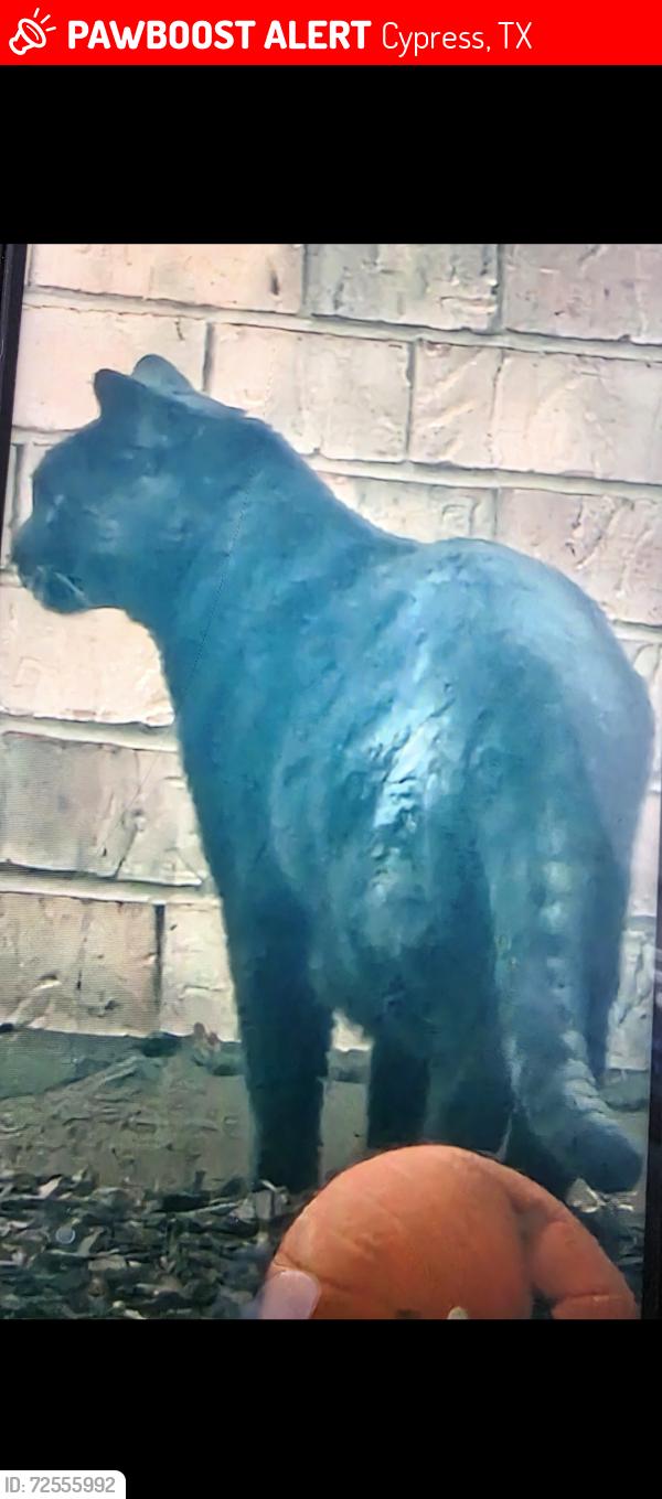 Lost Male Cat last seen Empty nest Dr Tupelo dr cypress , Cypress, TX 77429