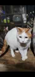 Lost Male Cat last seen Bridger dr, mesquite,tx, Mesquite, TX 75149