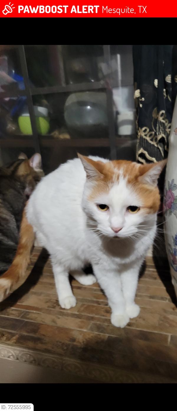 Lost Male Cat last seen Bridger dr, mesquite,tx, Mesquite, TX 75149