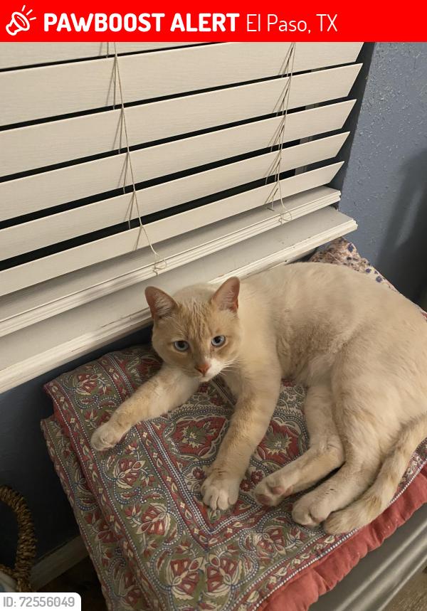 Lost Male Cat last seen Sixta and Sleepy Hollow, El Paso, TX 79932