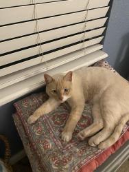 Lost Male Cat last seen Sixta and Sleepy Hollow, El Paso, TX 79932